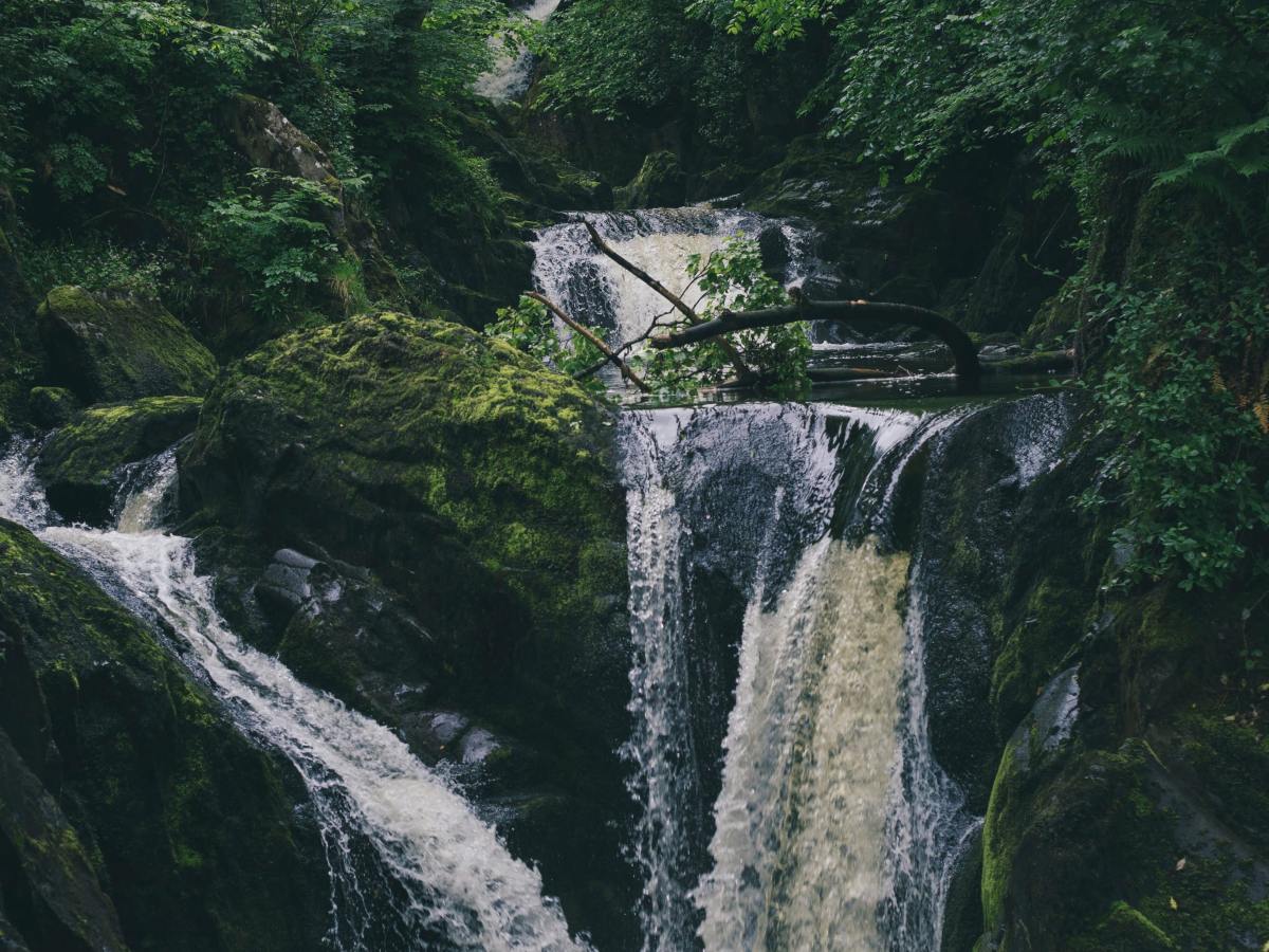 What is more-than-human care? And what can it&nbsp;do?