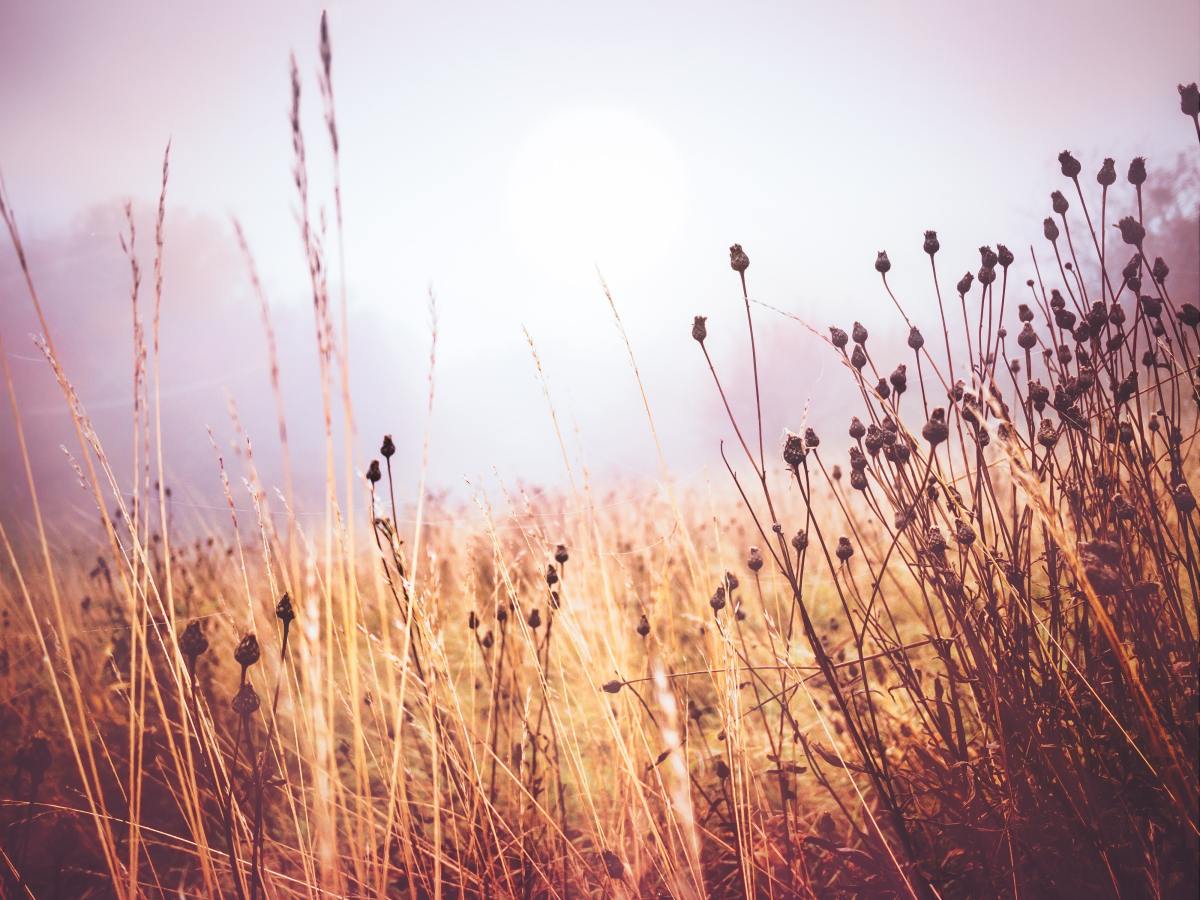 Climate Change in the UK: The Heatwaves and Drought of&nbsp;2022